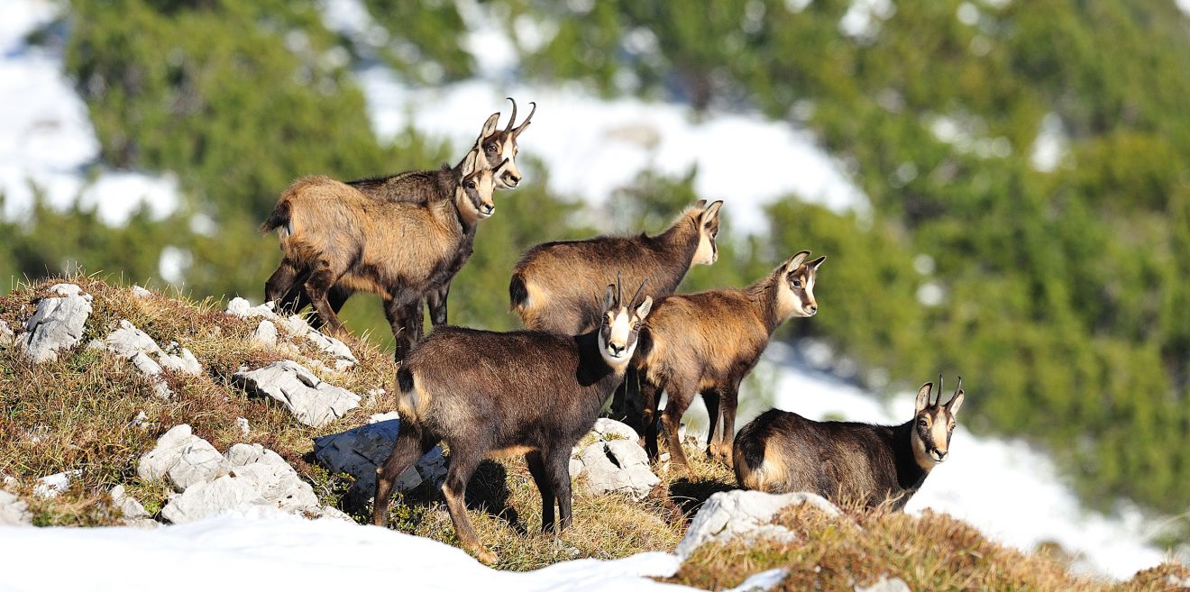 Deutsche Wildtier Stiftung: ＂Die Gams zwischen Iller und Argen / Projekt soll Konflikt lösen＂