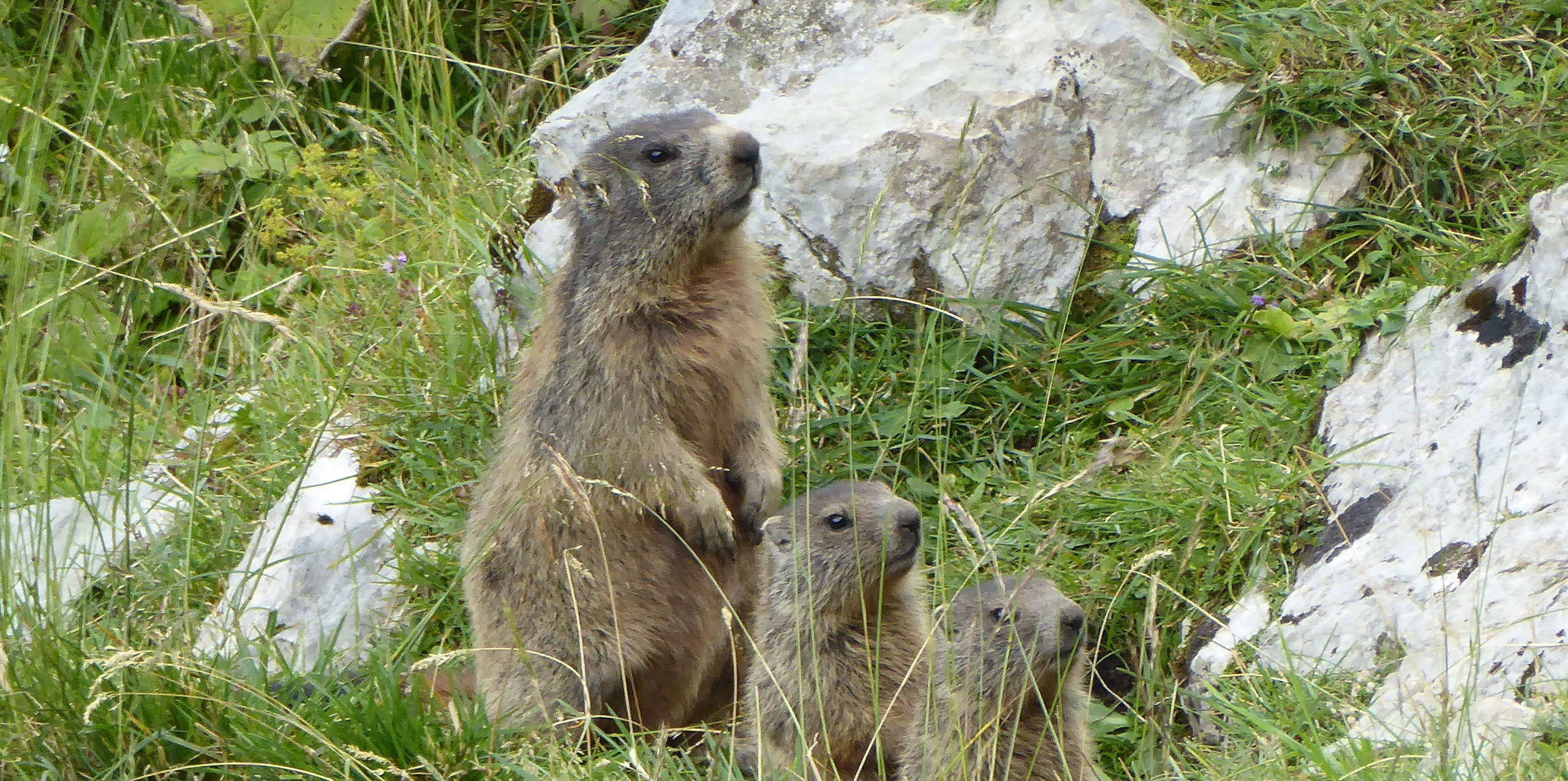 Murmeltiere gesucht Wildes Bayern e.V.