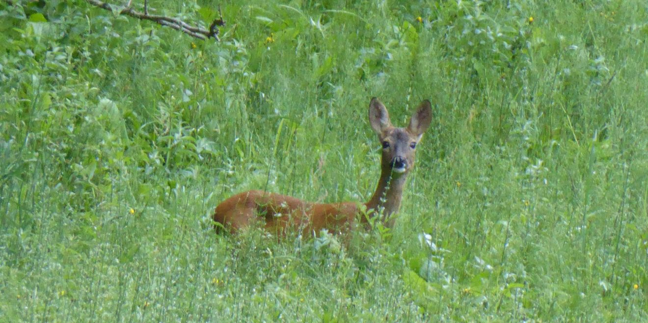 Bäume statt Bambi? Deutsche Wildtier Stiftung bewertet das neue Bundesjagdgesetz als wildfeindlich