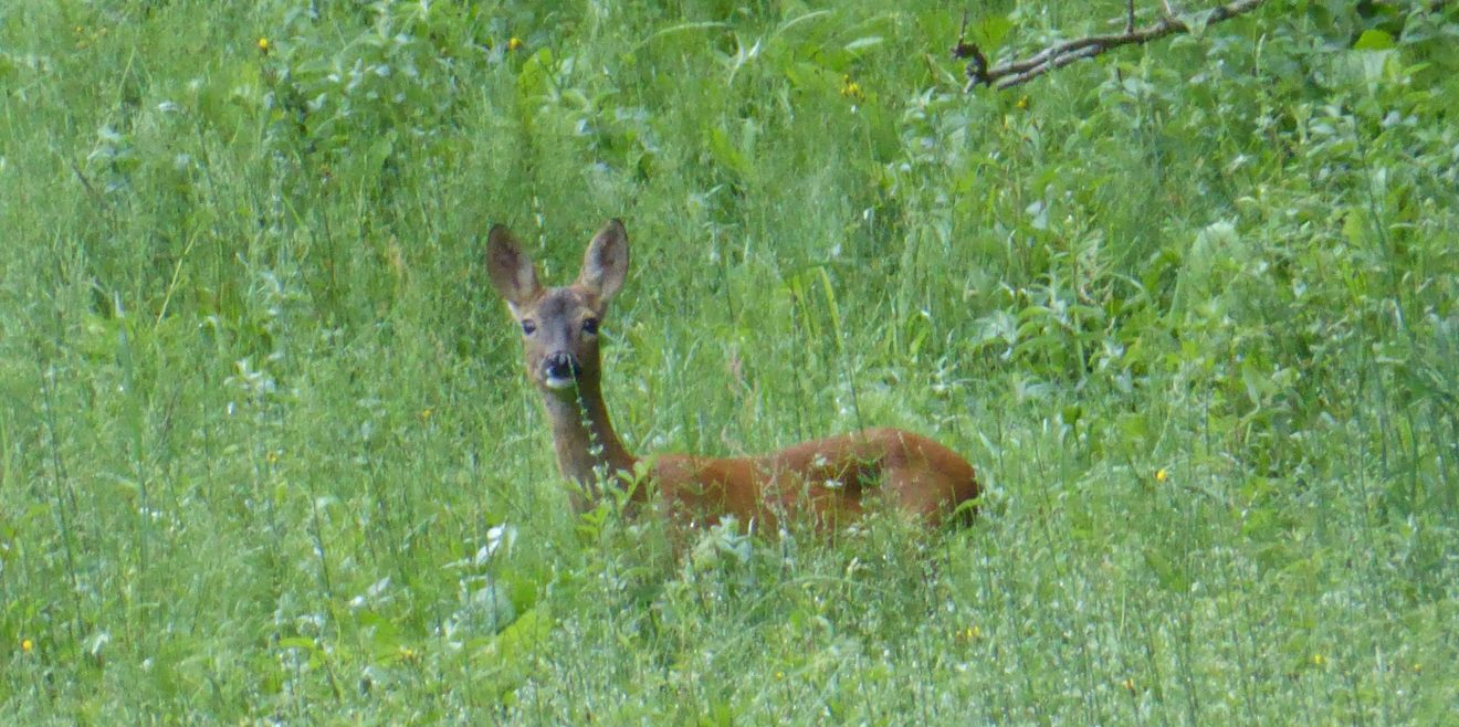 Ein Reh steht in einer Wiese