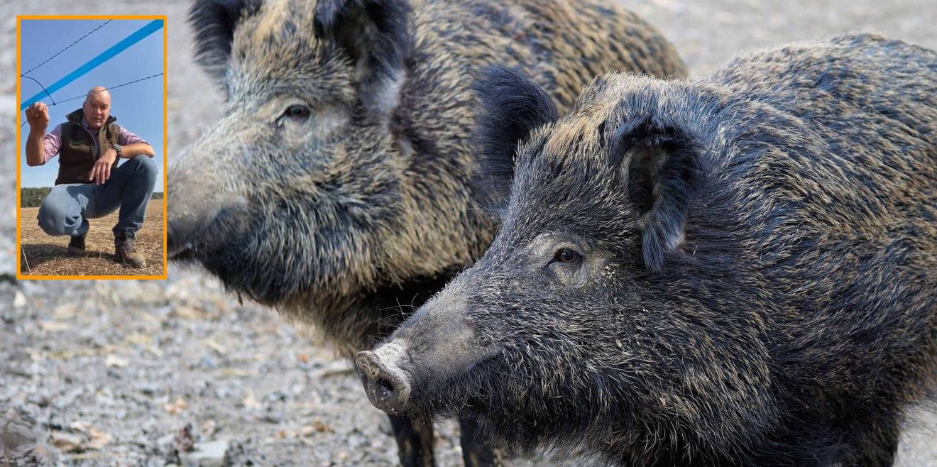 Agrar heute - Erfolge in der Impfforschung bei ASP von Wildschweinen?