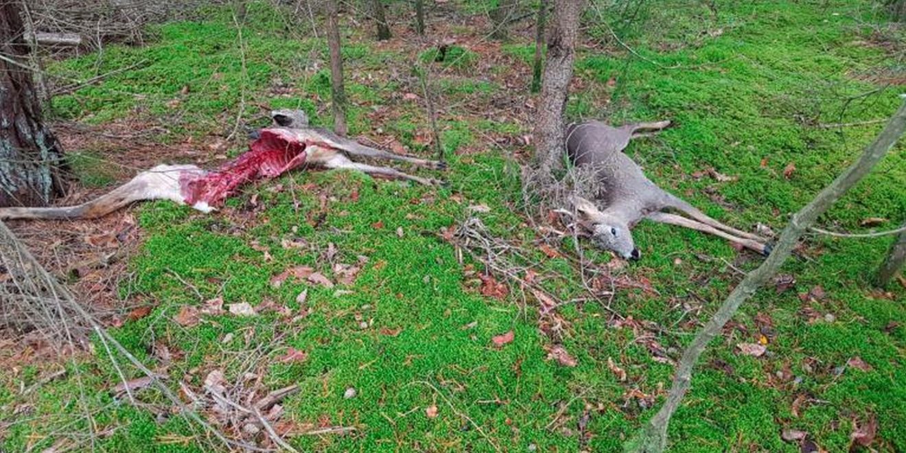 Spaziergänger finden erlegte Rehböcke im Wald - Bericht auf Jagderleben.de