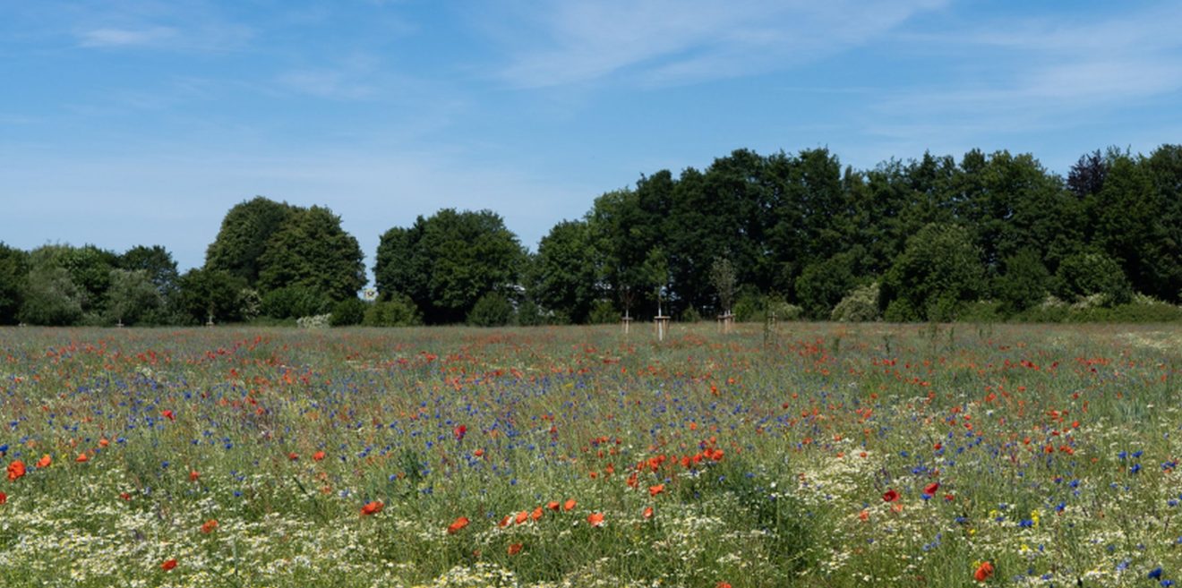 Deutsche Wildtier Stiftung: Bunte Biomasse weiter auf Erfolgskurs