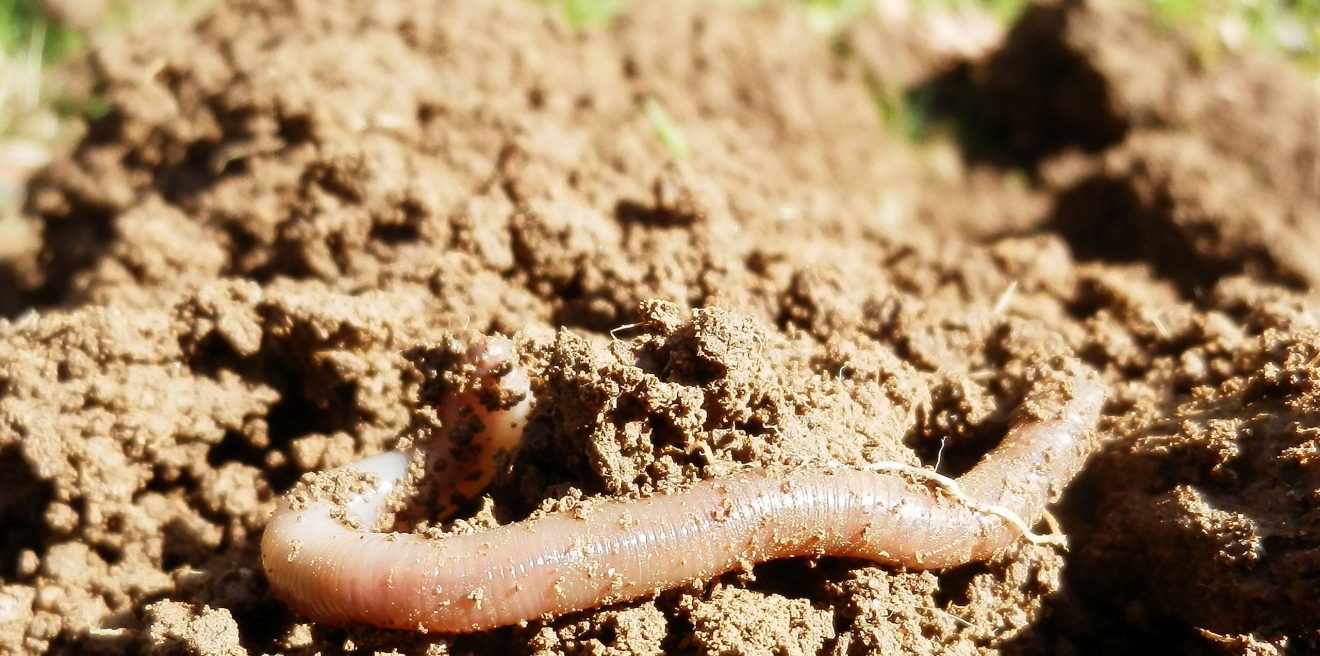 Expedition Erdreich – Mitmach Aktion für die ganze Familie