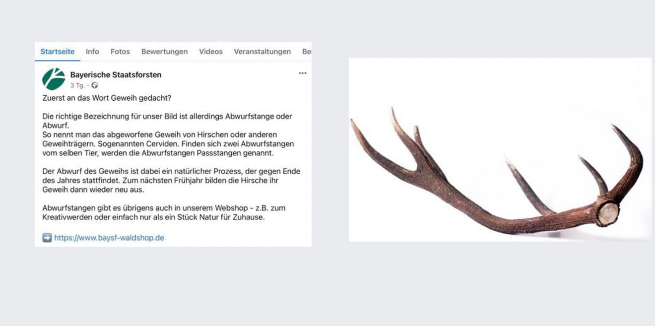 Steinbock statt Gams - Reh statt Hirsch - Welche Verwechslung kommt als Nächstes?