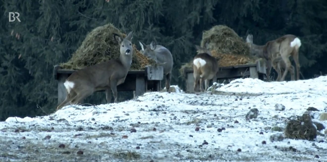 (c)Screenshot BR-Videobeitrag - Freizeit auf Kosten der Tiere