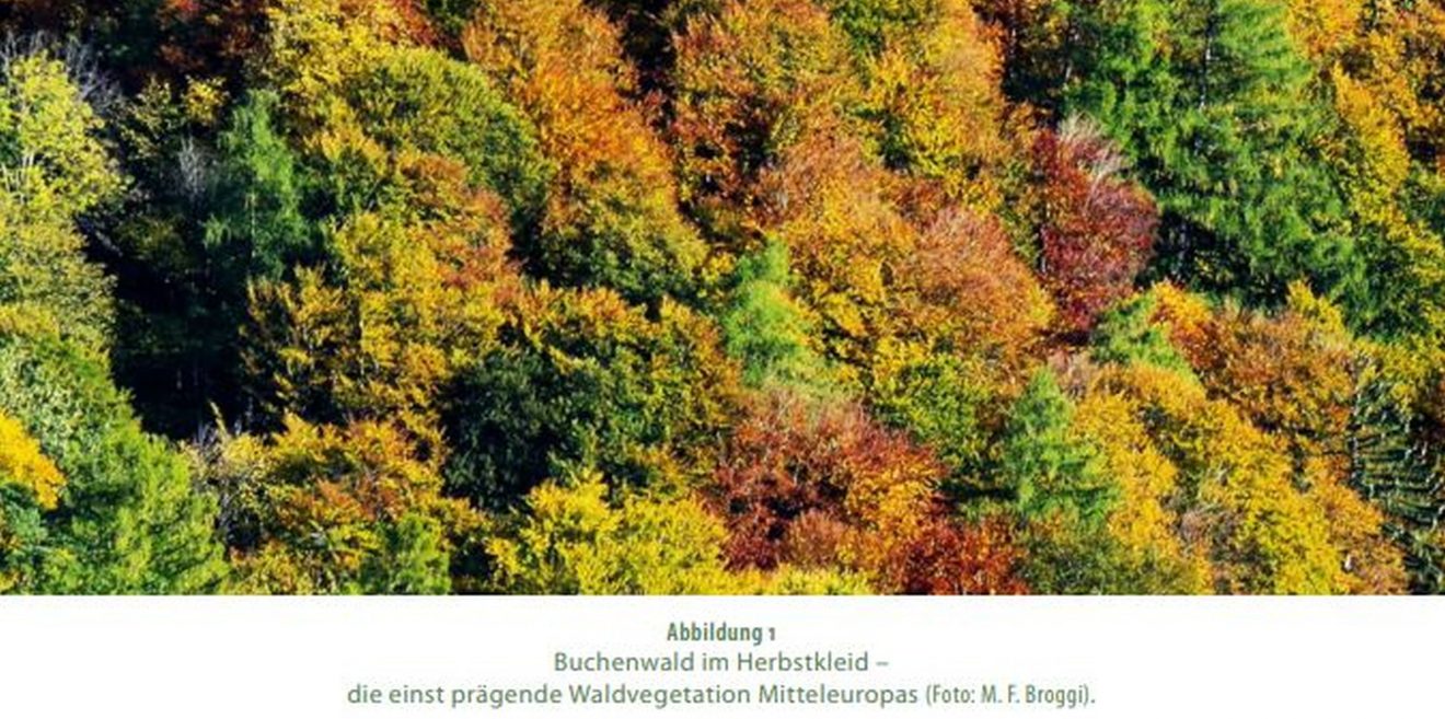 Waldbau für die Zukunft