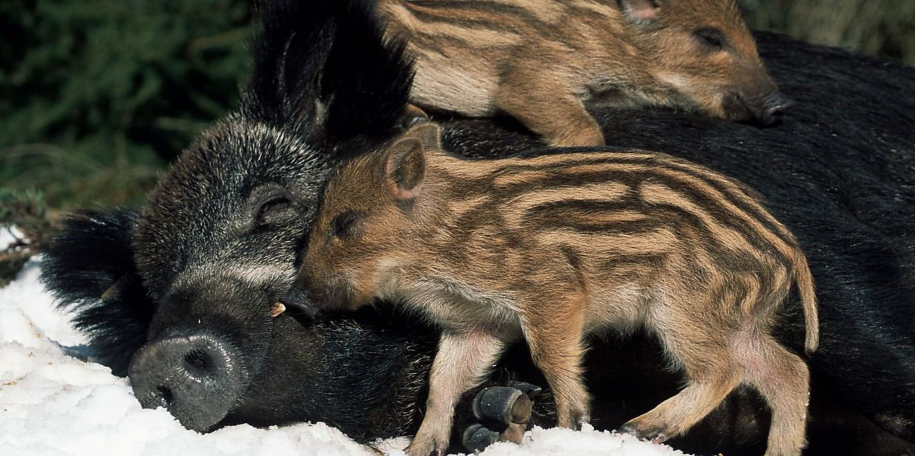 Wie Wildtiere im Schnee überleben...