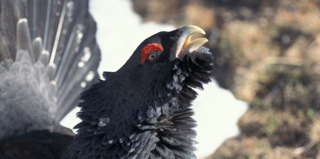 Grabrede für den Urhahn
