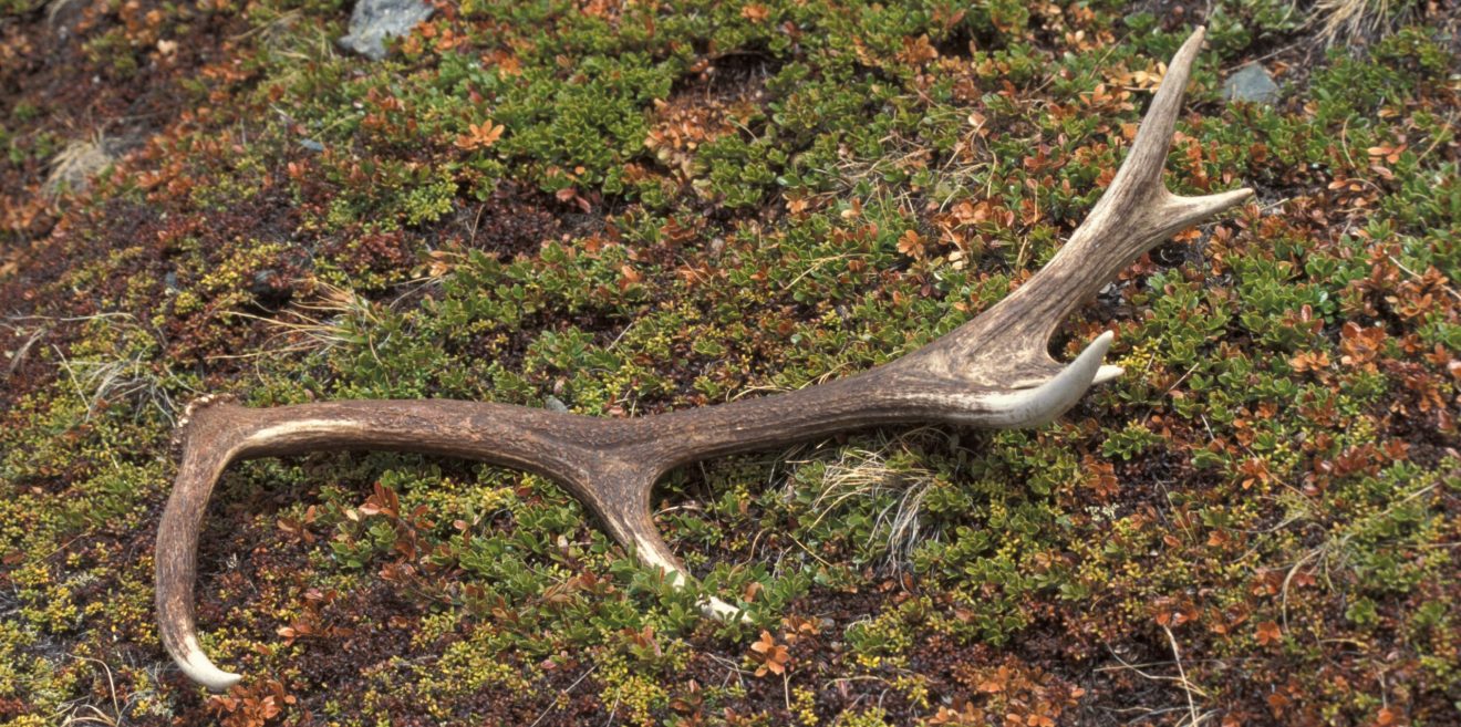 Stangensammeln und dergleichen – kein freies Betretungsrecht für gezieltes Stören von Wildtieren