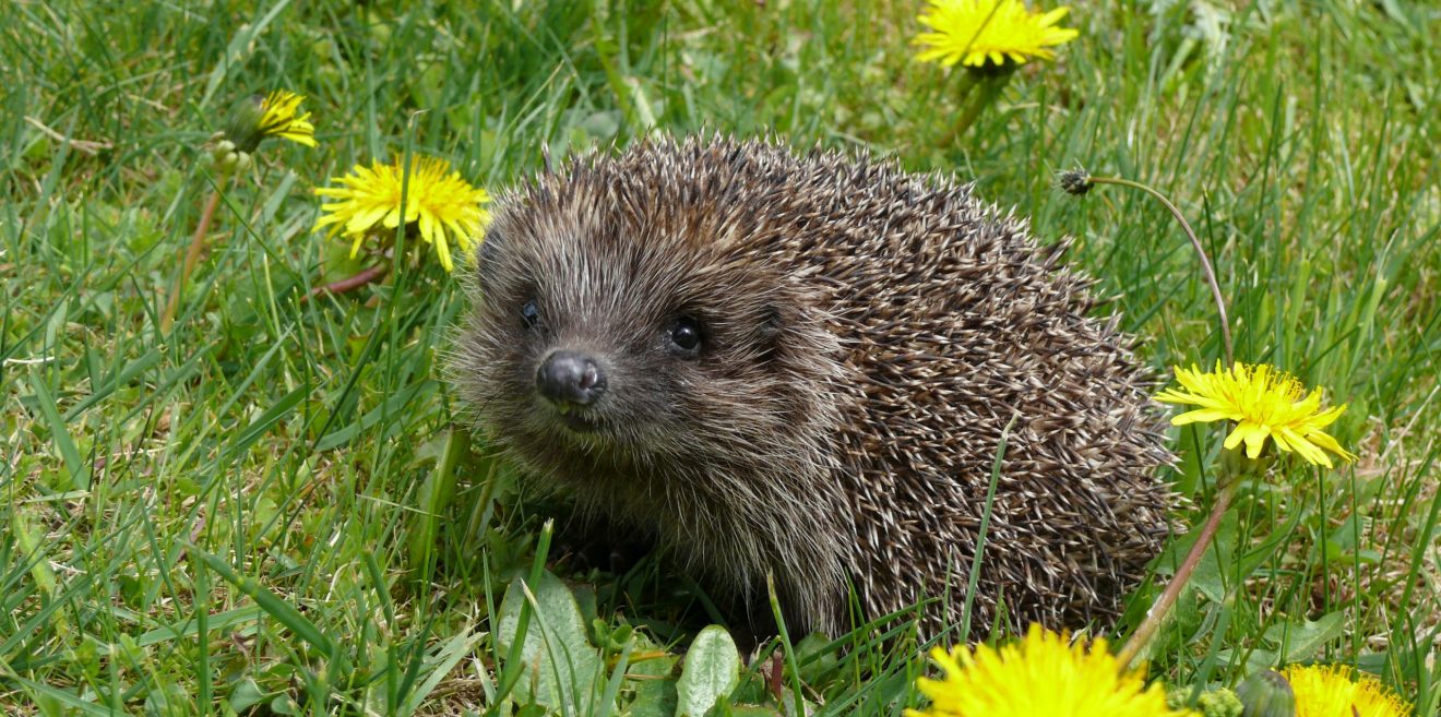 Bitte nicht wecken! Igel sind noch im Winterschlaf!