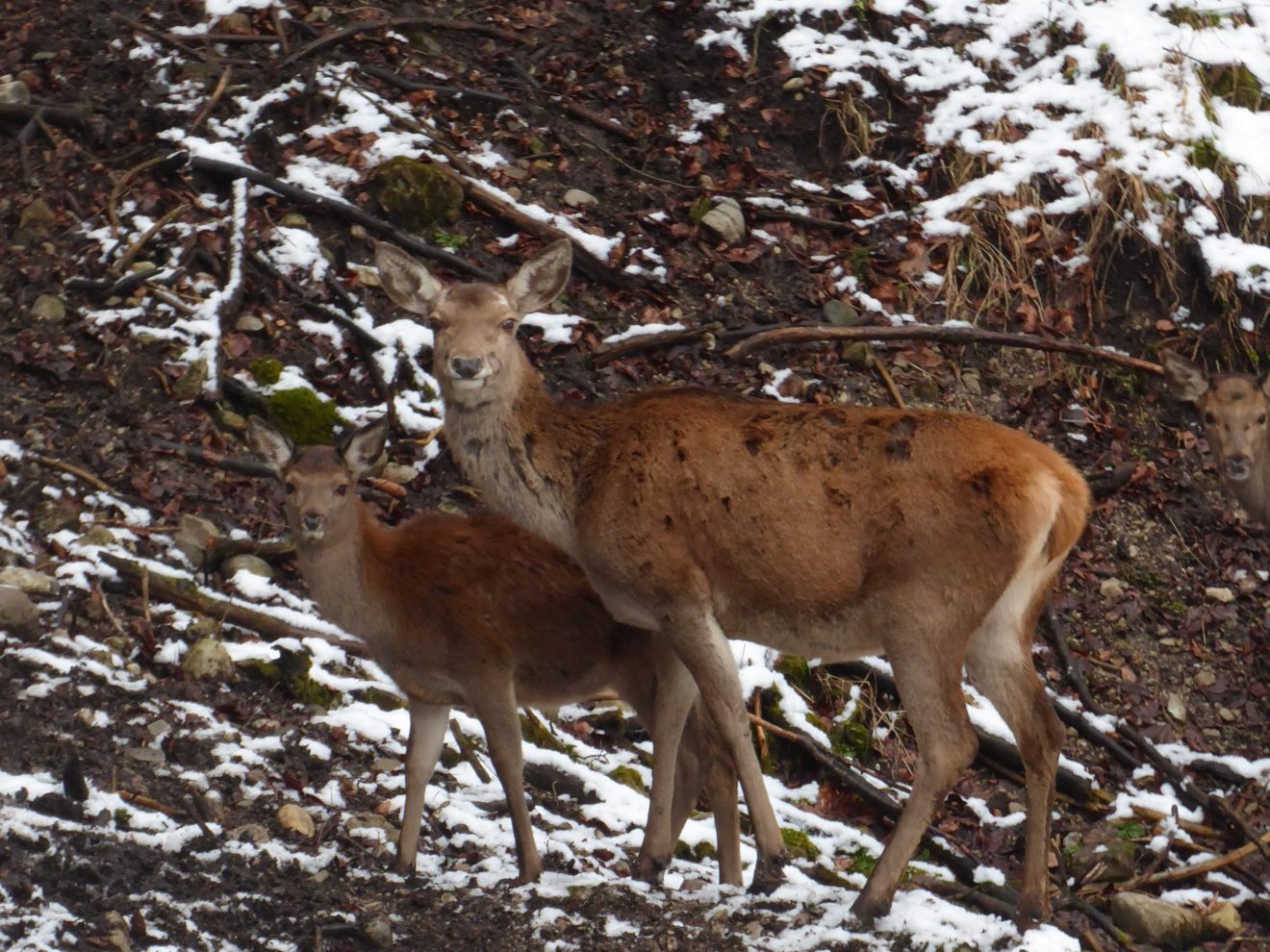 (c)Wildes Bayern - Monika Baudrexl Rotwildparadies