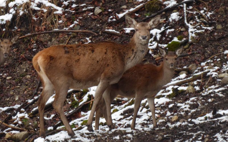 (c)Wildes Bayern - Monika Baudrexl Rotwildparadies