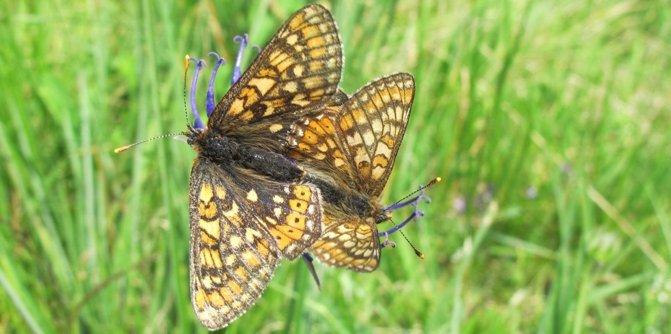 Spannendes Dossier zur Biodiversität