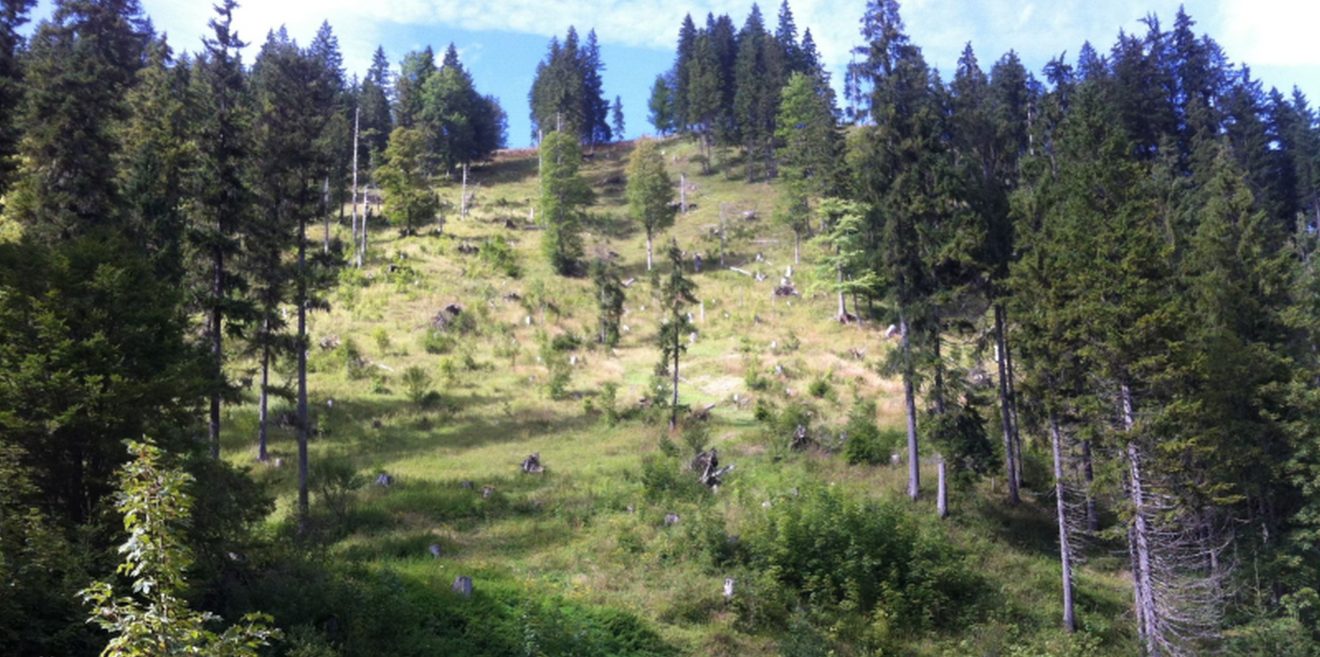 Zu viel Wald ist ungesund
