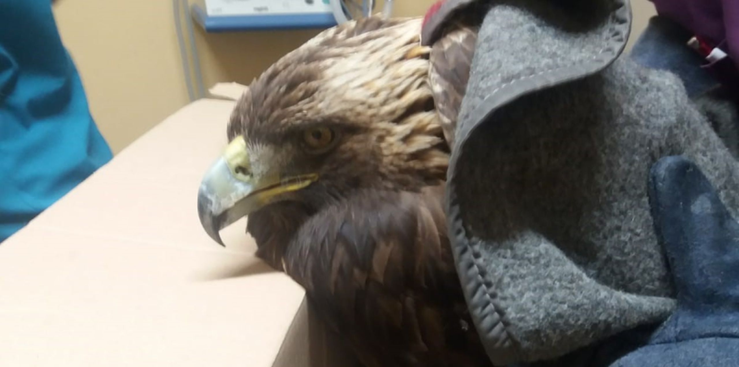 Erinnerung – 25. September Vortrag in Nürnberg: Hilfe für verletzte Wildtiere