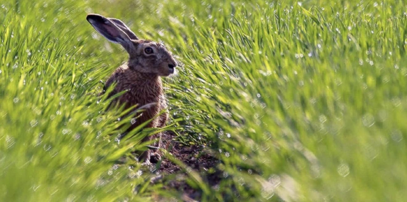 „Hallo, mein Name ist Hase!“ - Über die vielen Herausforderungen für den Feldhasen