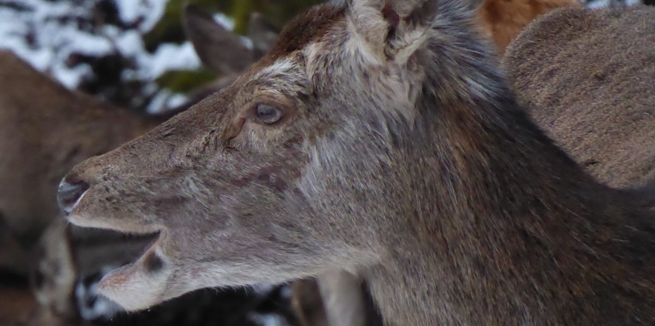 Nabu und ÖJV wollen 1,5 Mio. Rehe mehr schießen: Bayerische Jäger wehren sich