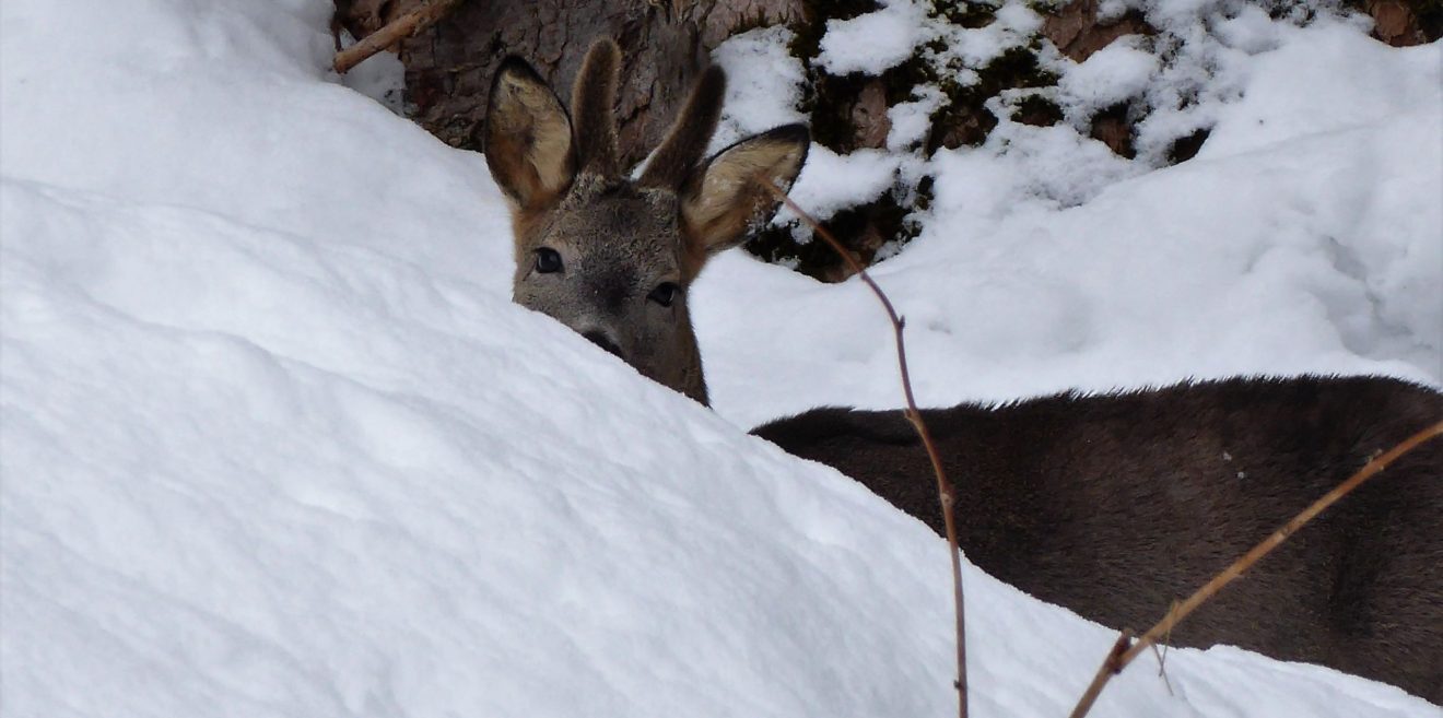 Jagdwilderei in der Fränkischen Schweiz? Polizei bittet um Mithilfe!