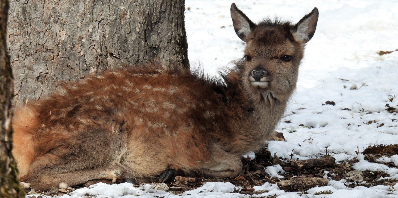 Niedersächsisches Jagdgesetz - Deutsche Wildtier Stiftung nimmt Stellung