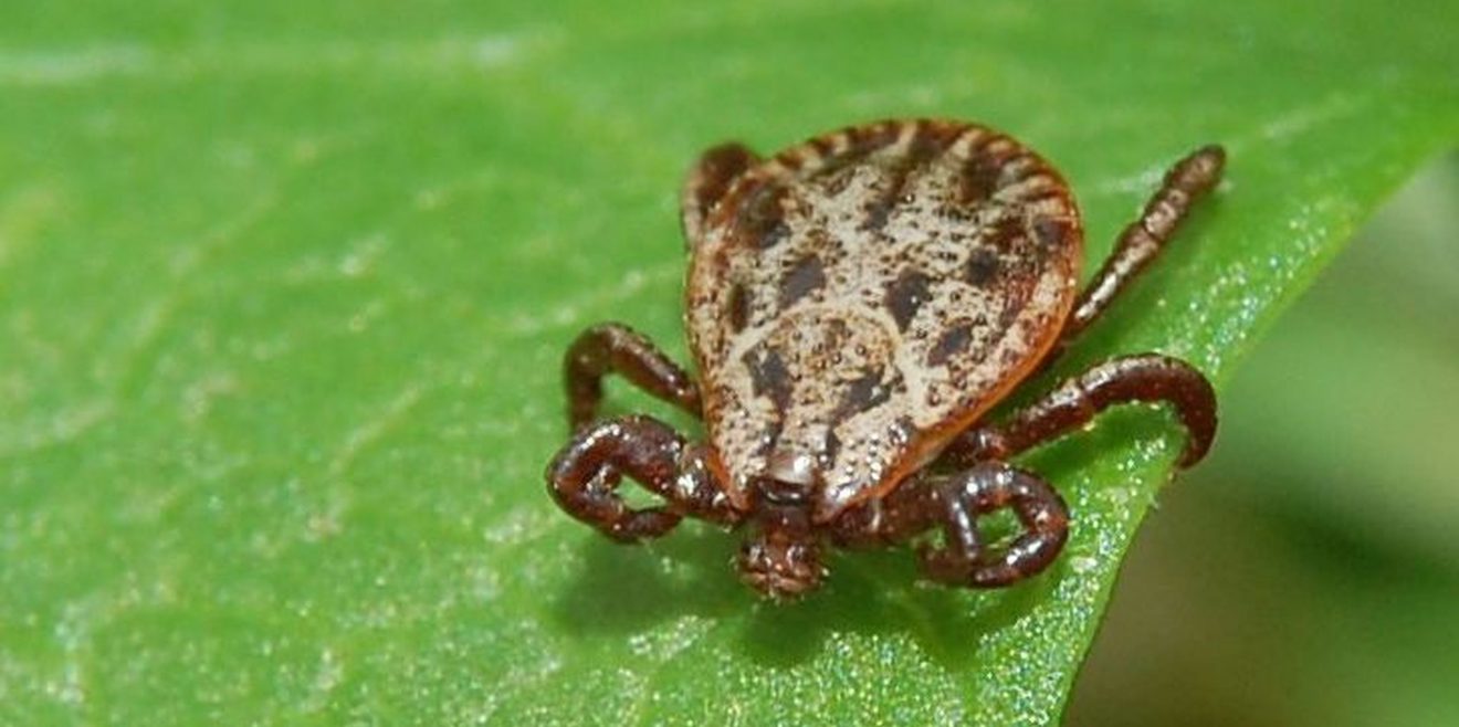 Zecken-Saison beginnt! Vorsorge für Hunde wichtig!