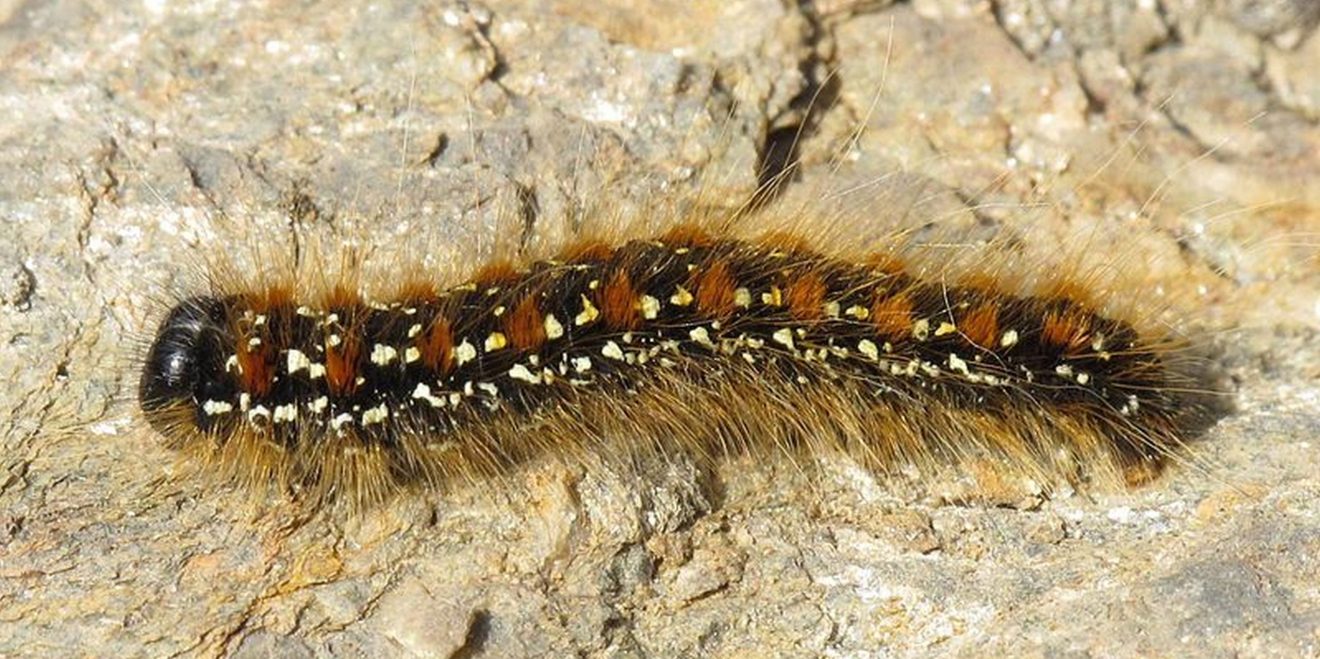 Alpen-Wollafter: Erster Fund von ausgewachsenen Faltern in Deutschland