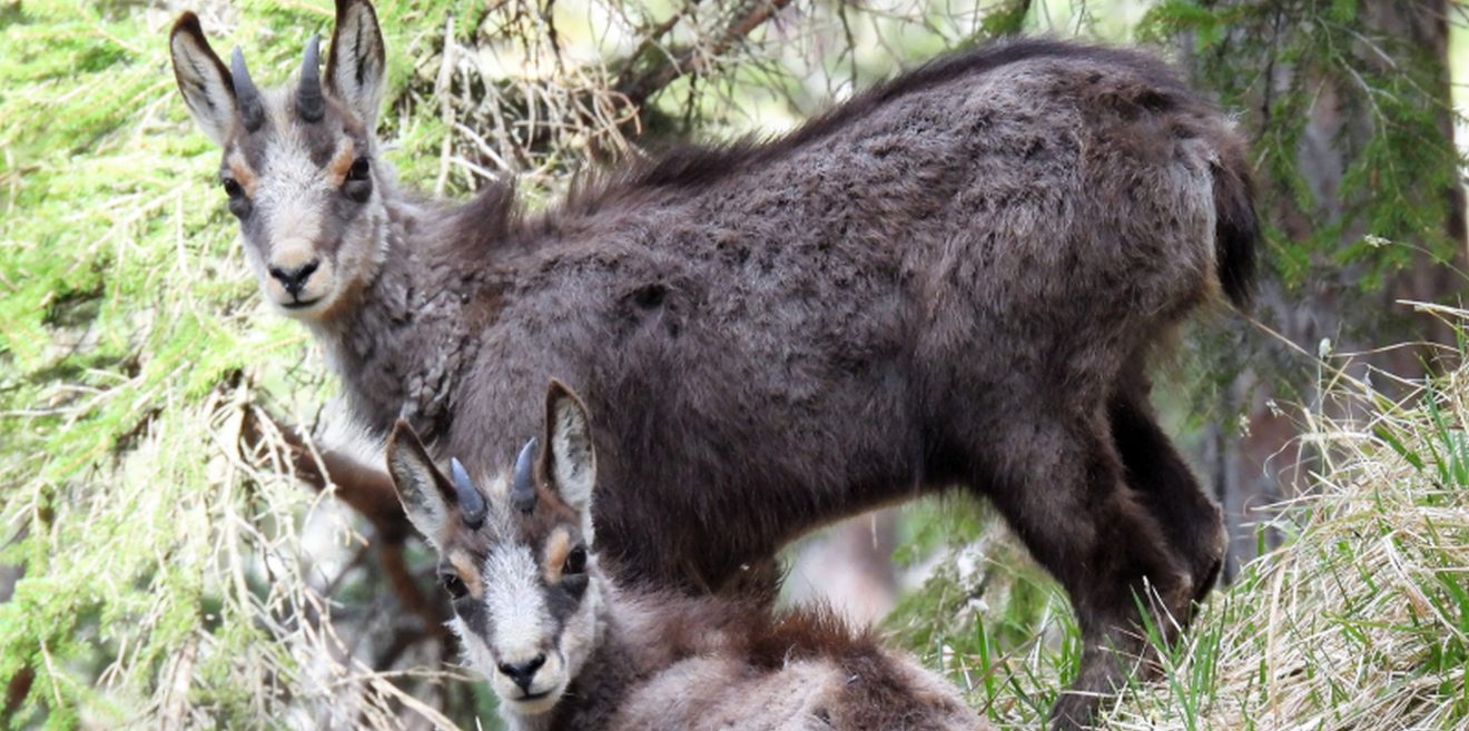 Vermurkster FFH-Plan für den Belchen