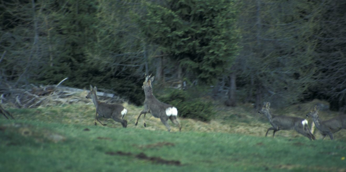 Interessanter Bericht auf Infranken - ＂Wald vor Wild?＂