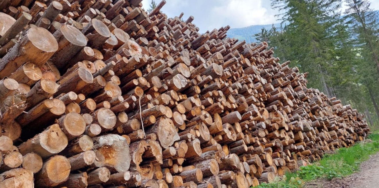 Keine Holzfällarbeiten in der Brut- und Setzzeit!
