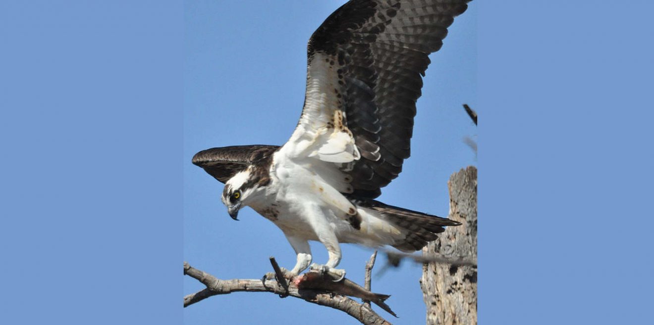 Verletzter Fischadler trifft in Gleiritsch auf Helfer