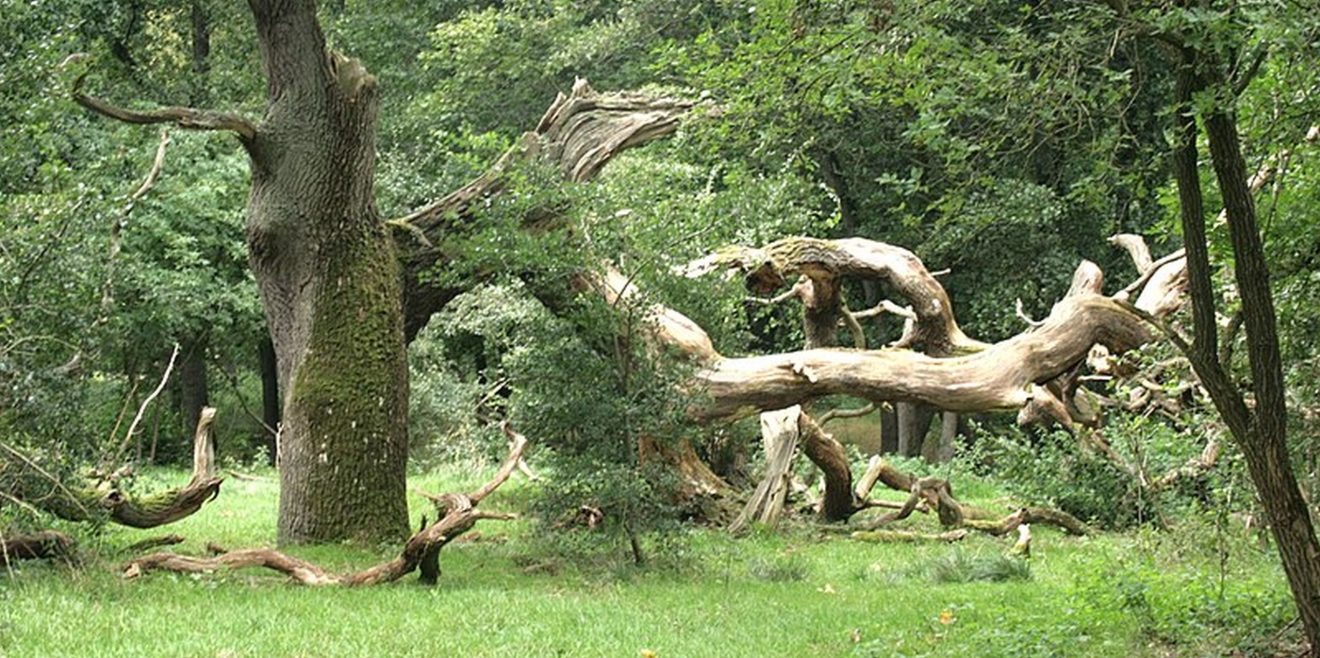 Wildwacht in der Abendschau