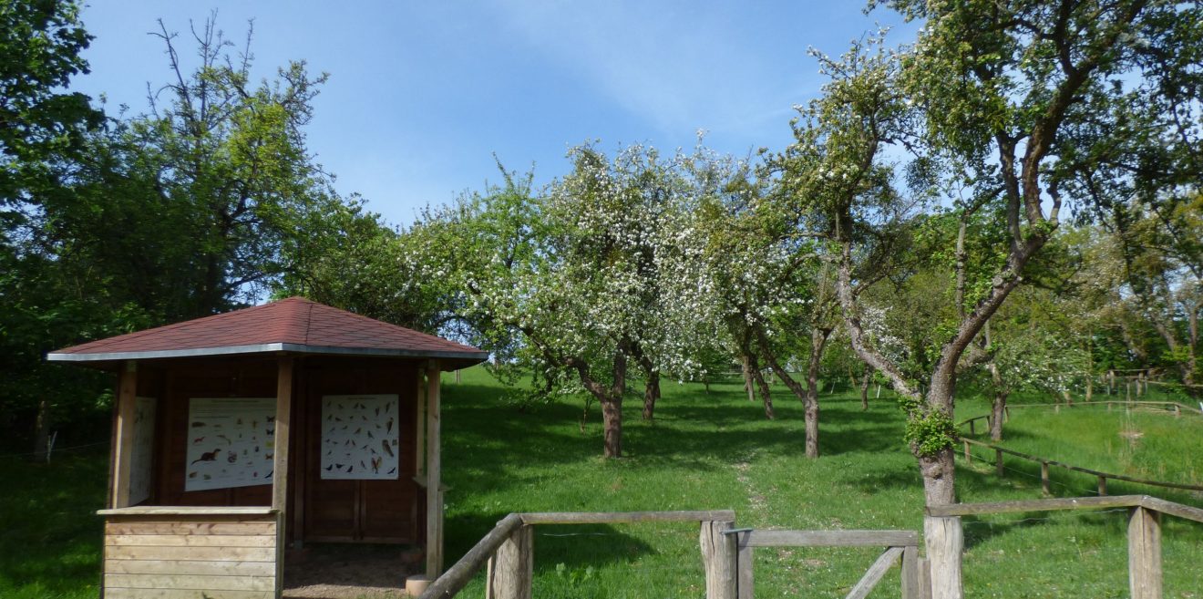 Streuobstwiesen sind Naschgärten und Kulturerbe - Beitrag der Deutschen Wildtier Stiftung
