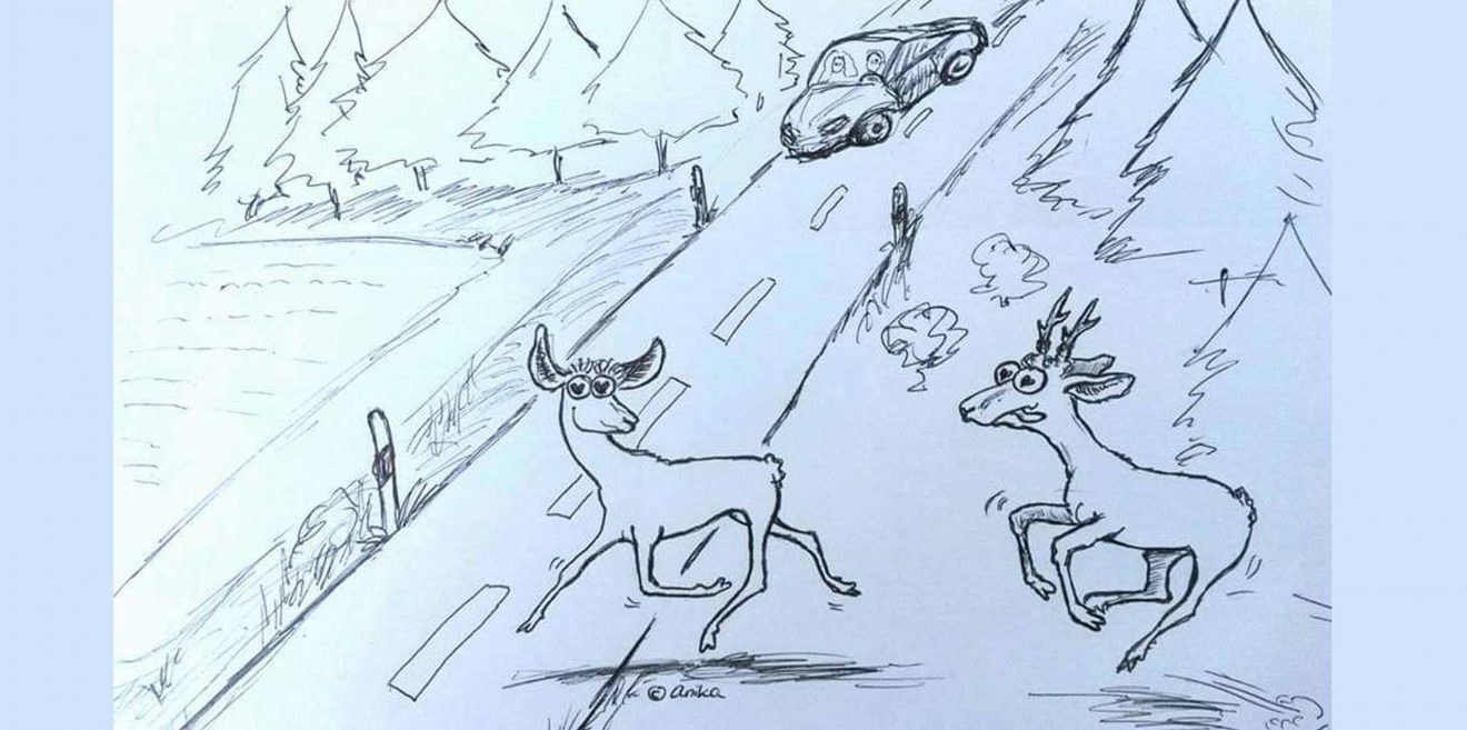 Rehe im Liebesrausch - Autofahrer aufgepasst!