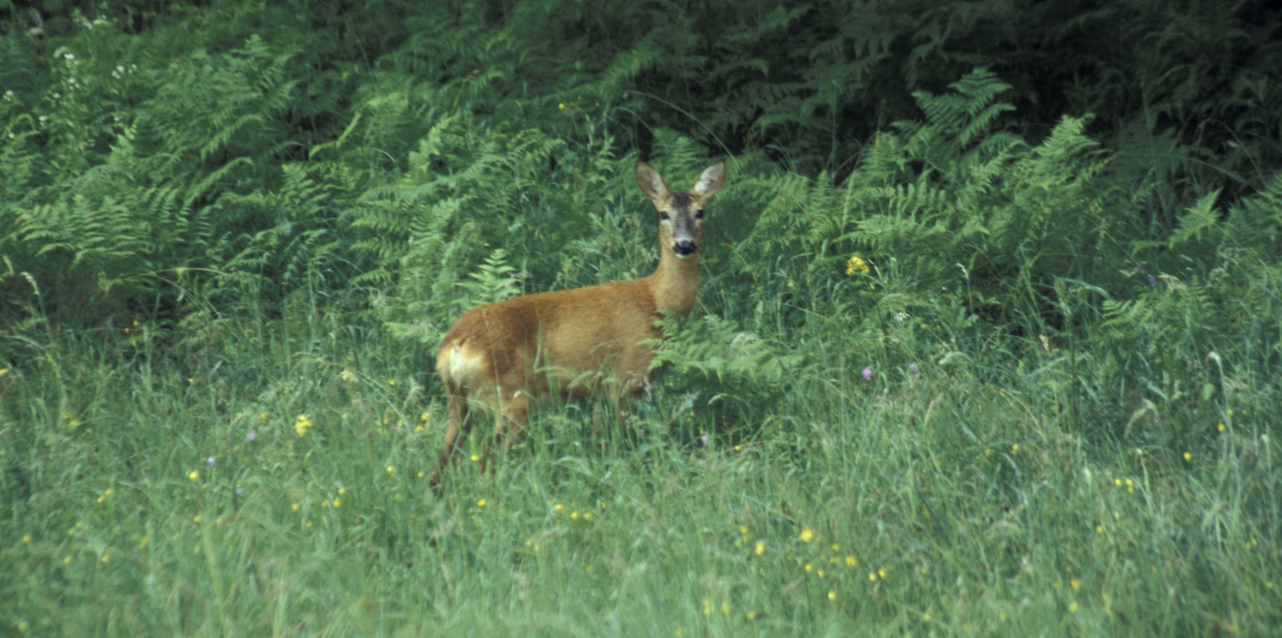 Bunte Akrobatik mit Abschusszahlen im Unterallgäu