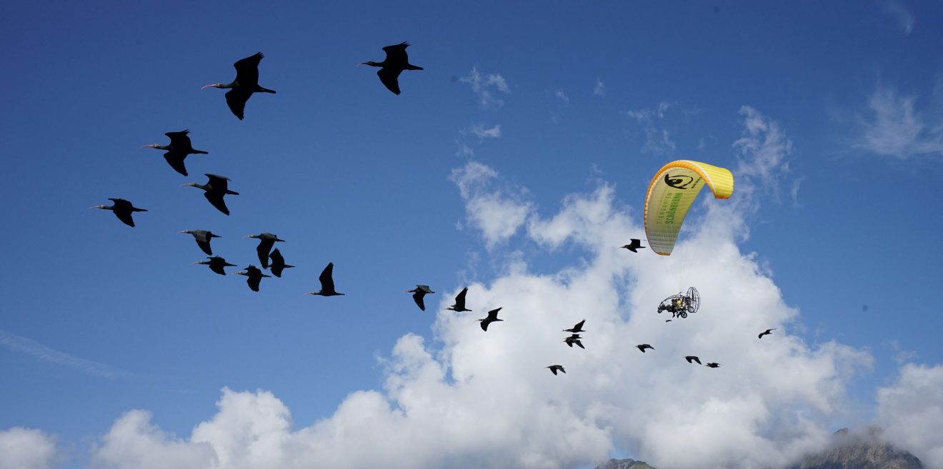 Angekommen: 14. menschengeführte Waldrapp-Migration mit vielen Höhepunkten erfolgreich abgeschlossen
