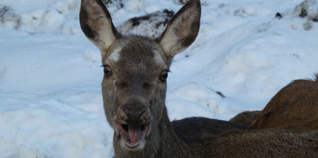 Jäger erschießt Rehgeiß und Hirschkalb im Gehege