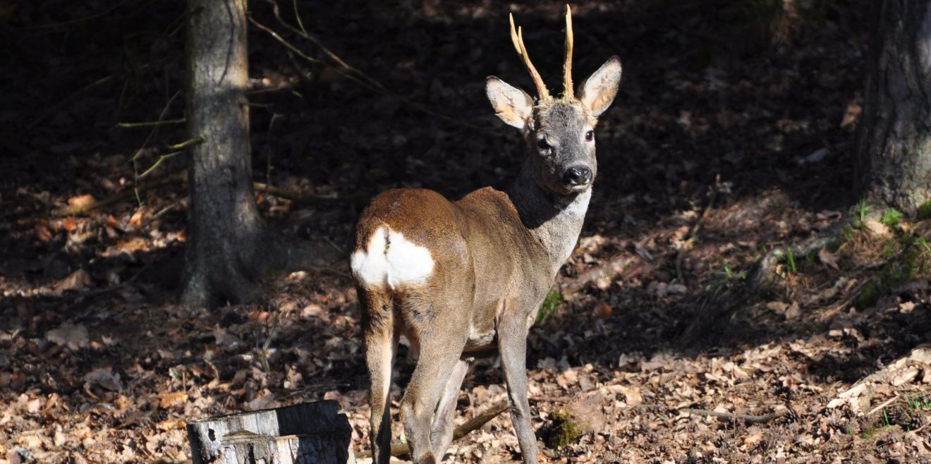 Tiroler Jagdverband sorgt sich ums Rehwild