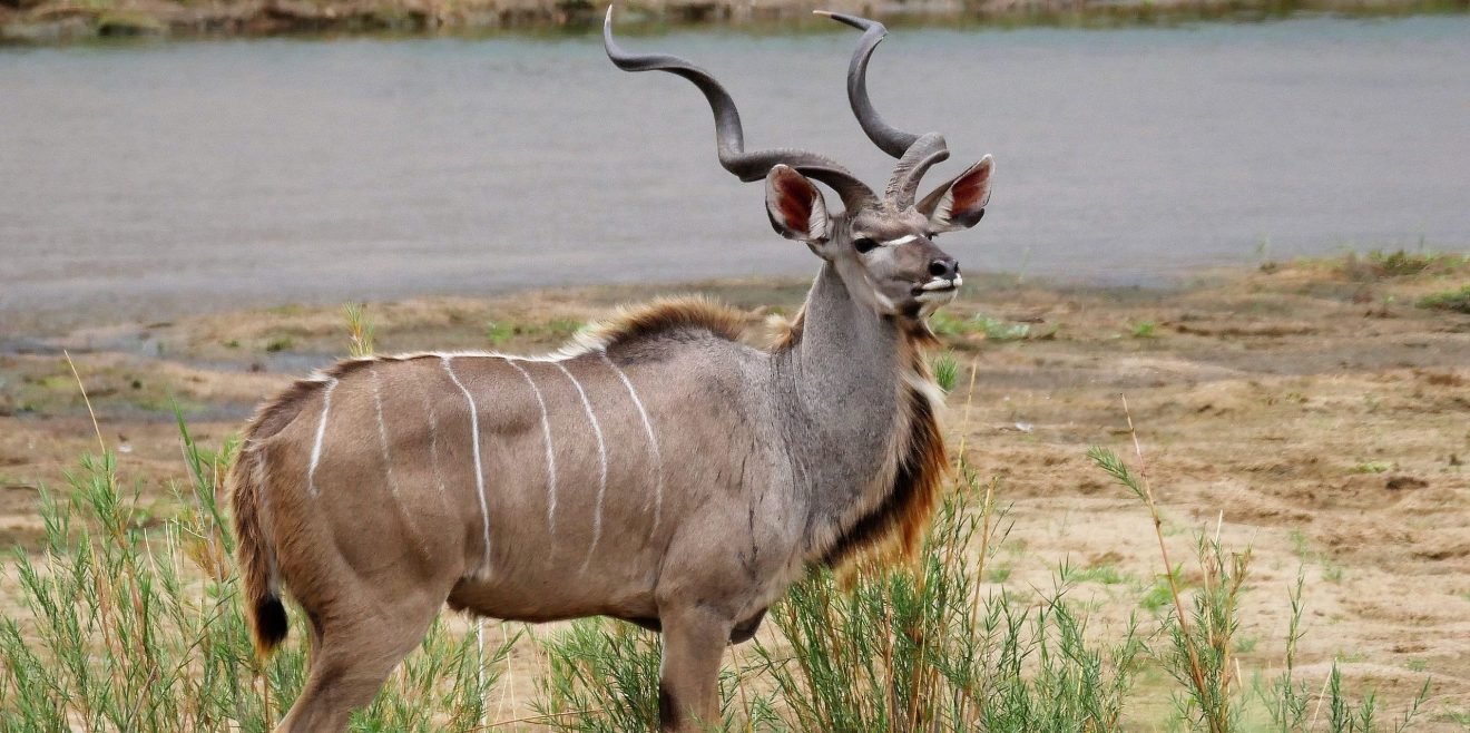 Arten- und Naturschutz durch nachhaltige Jagd – Bericht aus Afrika