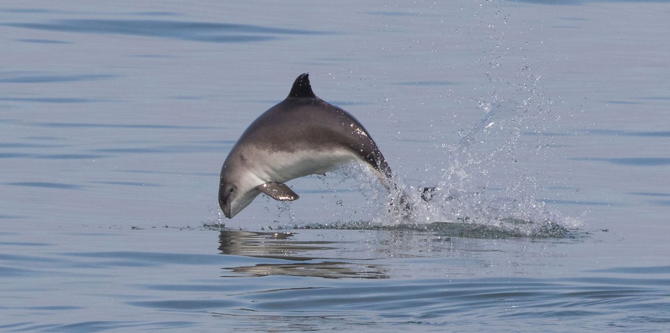 (c)Deutsche Wildtier Stiftung - PM Schweinswal Tier des Jahres 2022