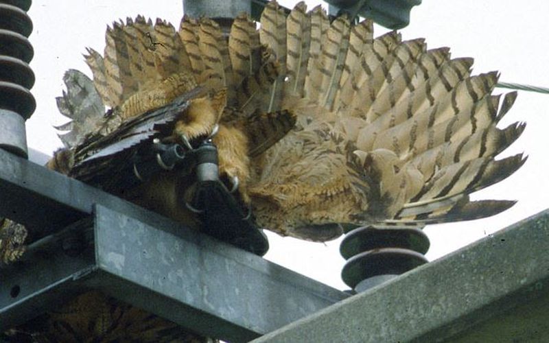 Auf einem Strommast hängt ein toter Greifvogel oder eine Eule
