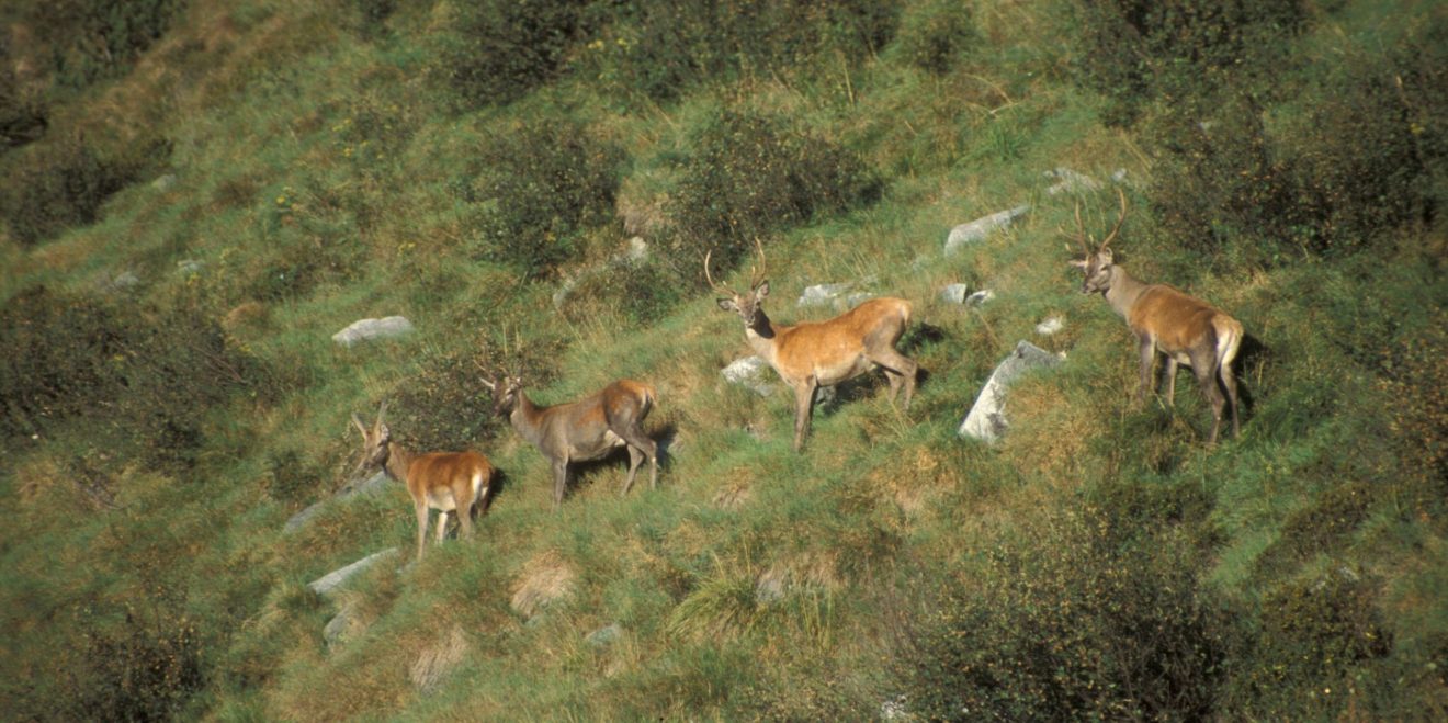 Faszinierende Tierwanderungen