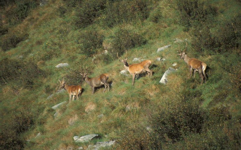 An einem steilen grünen Berghang steht ein Rudel Rotwild