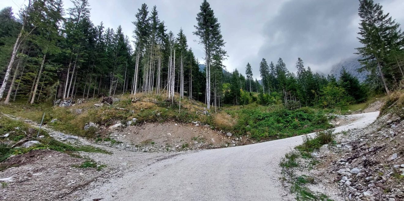 GESTRESSTE GÄMSEN, VERBRANNTER WALD TEIL V - ＂Landschaft der Furcht＂