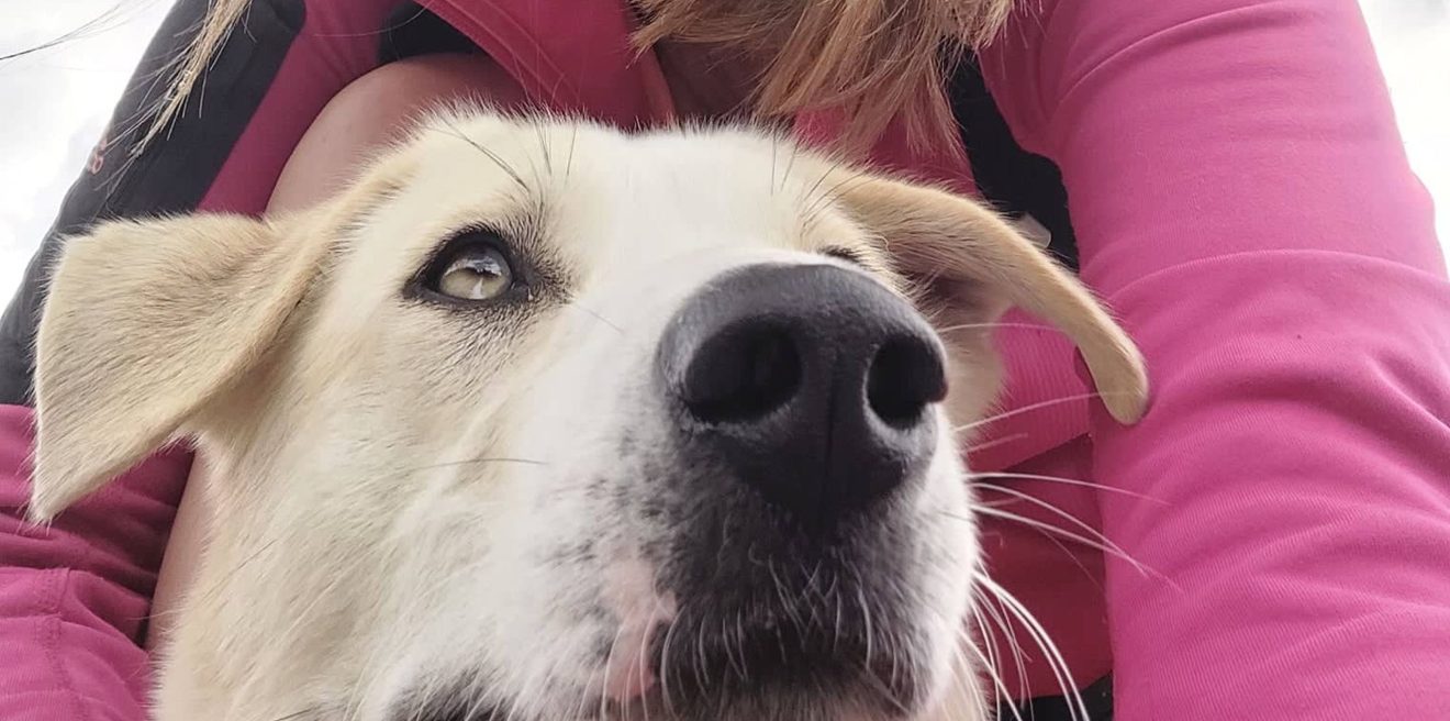 Artenspürhunde - Über die olfaktorischen Fähigkeiten unserer Vierbeiner