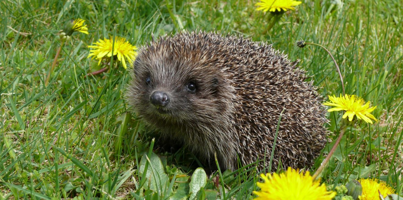 Wildtierhilfe: Das Igel-Notnetz