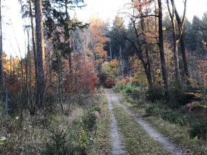 (c)Wildes Bayern (privat) - Lappjagd Staatsforstbetrieb Sachsen