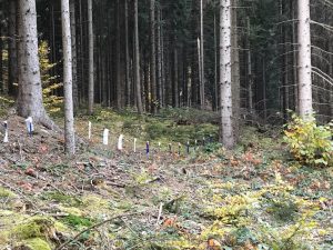 (c)Wildes Bayern (privat) - Lappjagd Staatsforstbetrieb Sachsen