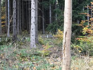 (c)Wildes Bayern (privat) - Lappjagd Staatsforstbetrieb Sachsen
