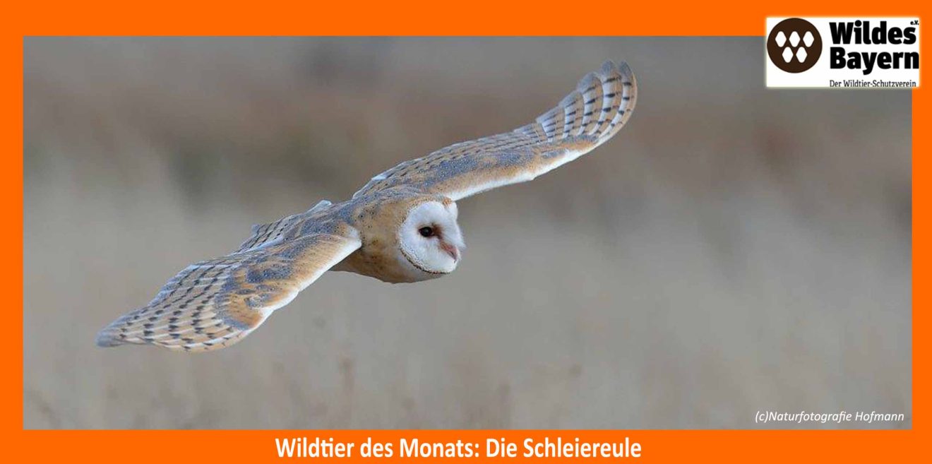 Neue Serie! Unser Wildtier des Monats Februar: Die Eulen