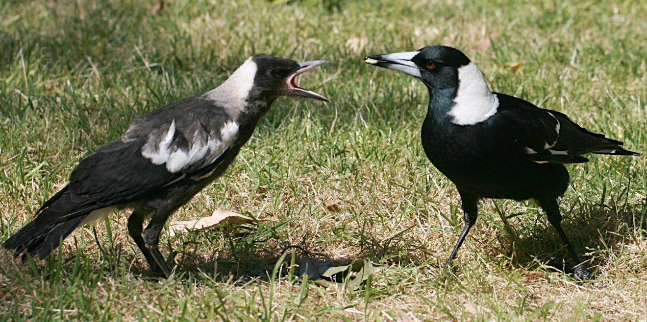 Krähenvögel überlisteten australische Forscher
